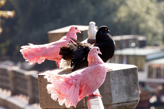 拜仁显然期 拜仁显然期