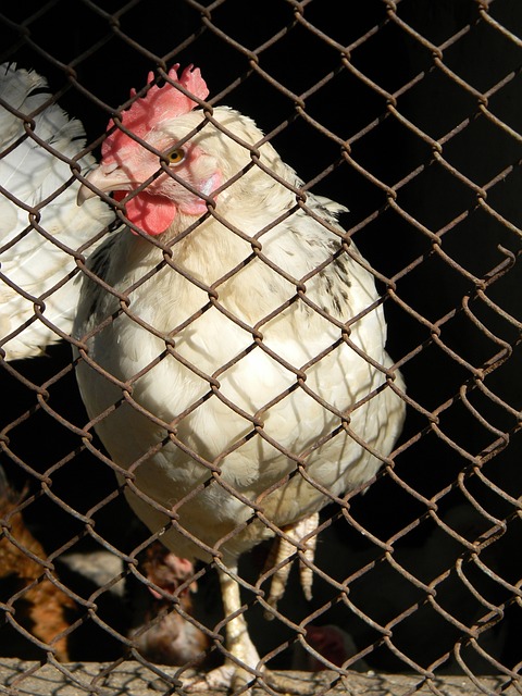 的运动天赋 的运动天赋